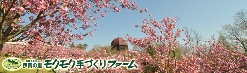 桜情報