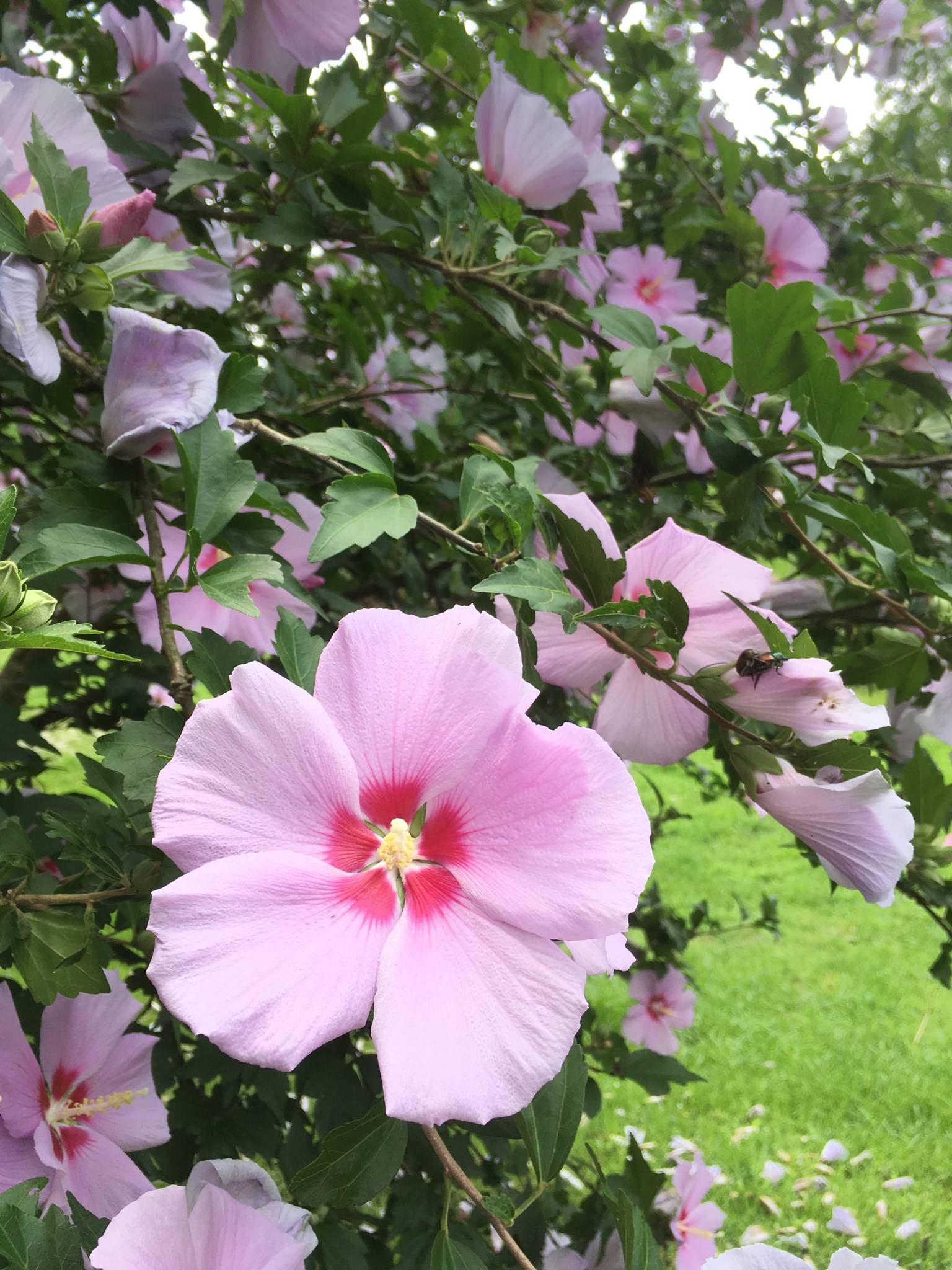 伊賀の里モクモク手づくりファーム モクモクだより ムクゲの花